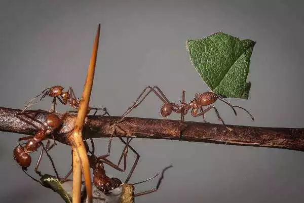 Ağacın dalında dört adet karınca var. Karıncaların üçü boş iken bir tanesi parçalanmış yaprak taşıyor.