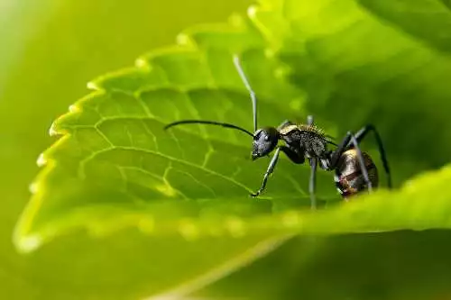 Yaprak üzerindeki karınca buğulu yeşil yaprak üzerinde net şekilde görülüyor.